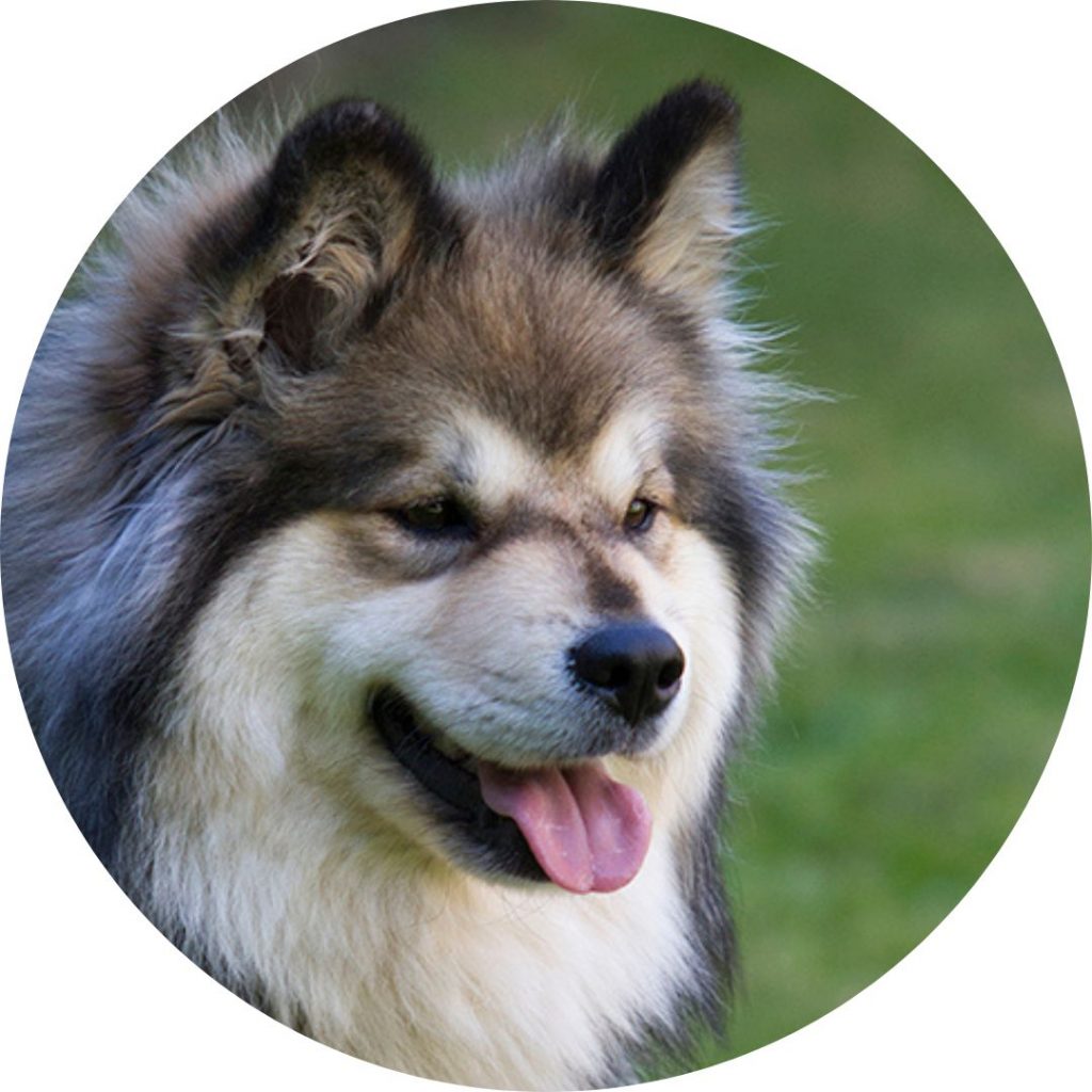 The Breed – Finnish Lapphund Club of Great Britain