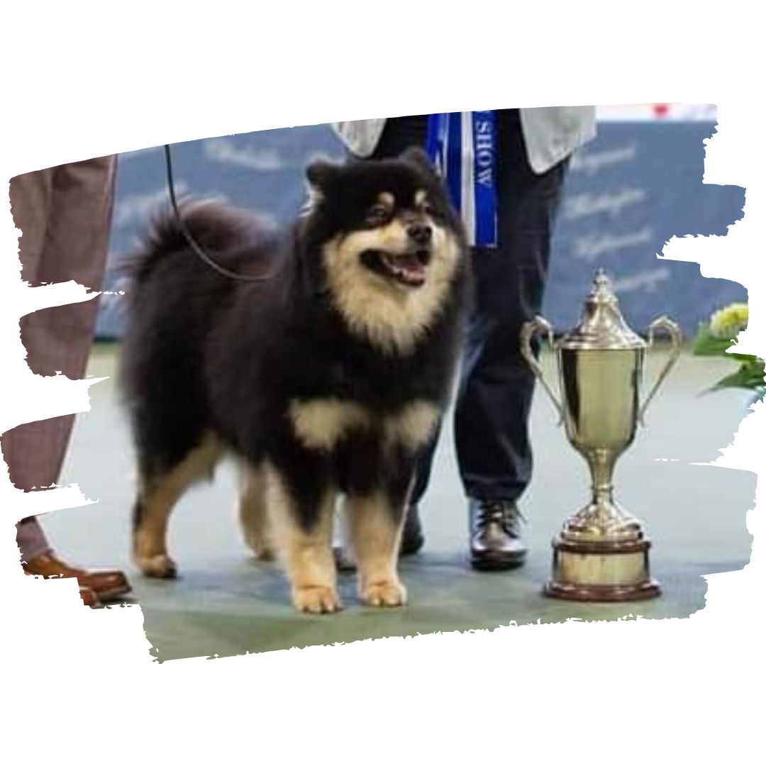 Results and Critique of our 14th Breed Championship Show – Judge Mrs heather Head (Millermead)